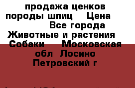 продажа ценков породы шпиц  › Цена ­ 35 000 - Все города Животные и растения » Собаки   . Московская обл.,Лосино-Петровский г.